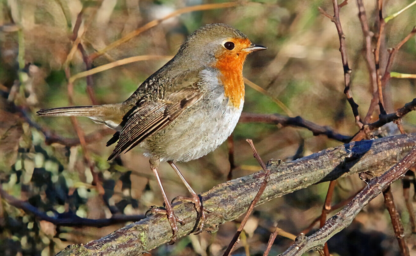 Les oiseaux hivernants d'Erquinghem Lys